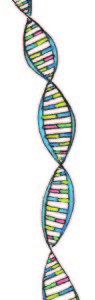 DNA-spiral